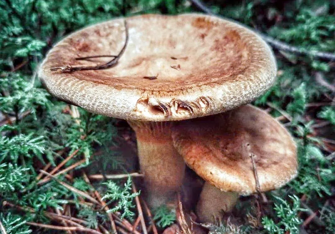 Фото: wikigrib.ru/свинушка тонкая