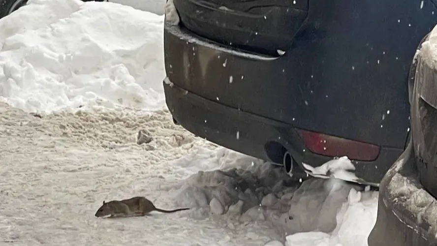 Крыса в Боброво (уже отравлена). Фото: чат врип го Станислава Каторова