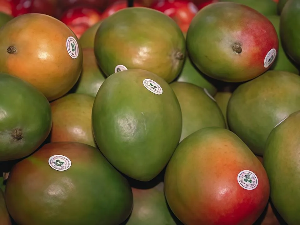 Отравление, зуд и отек слизистых: эксперты предупредили о скрытой опасности манго — как выбрать качественный фрукт