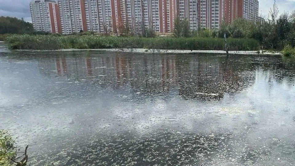 Фото: пресс-служба администрации г.о. Химки