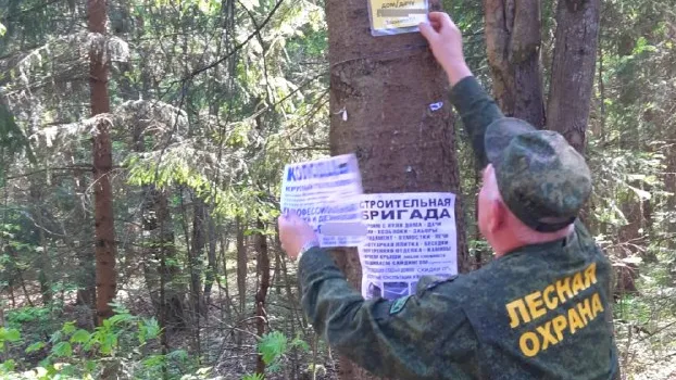 Фото: ГКУ МО «Мособллес»