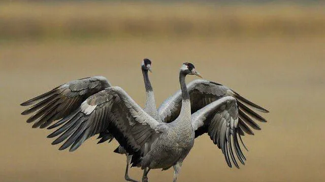Министерство культуры Московской области