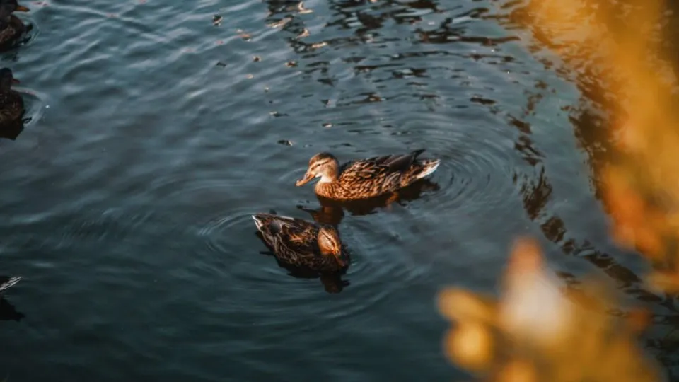 Фото: пресс-служба администрации г.о. Шаховская