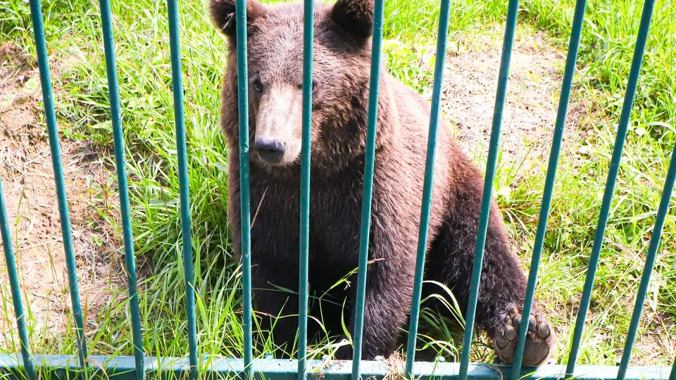 Фото: МедиаБанк Подмосковья/Данила Кирьянов