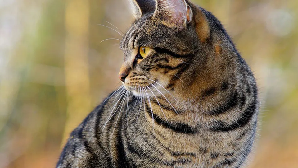 Фото: pxhere.com