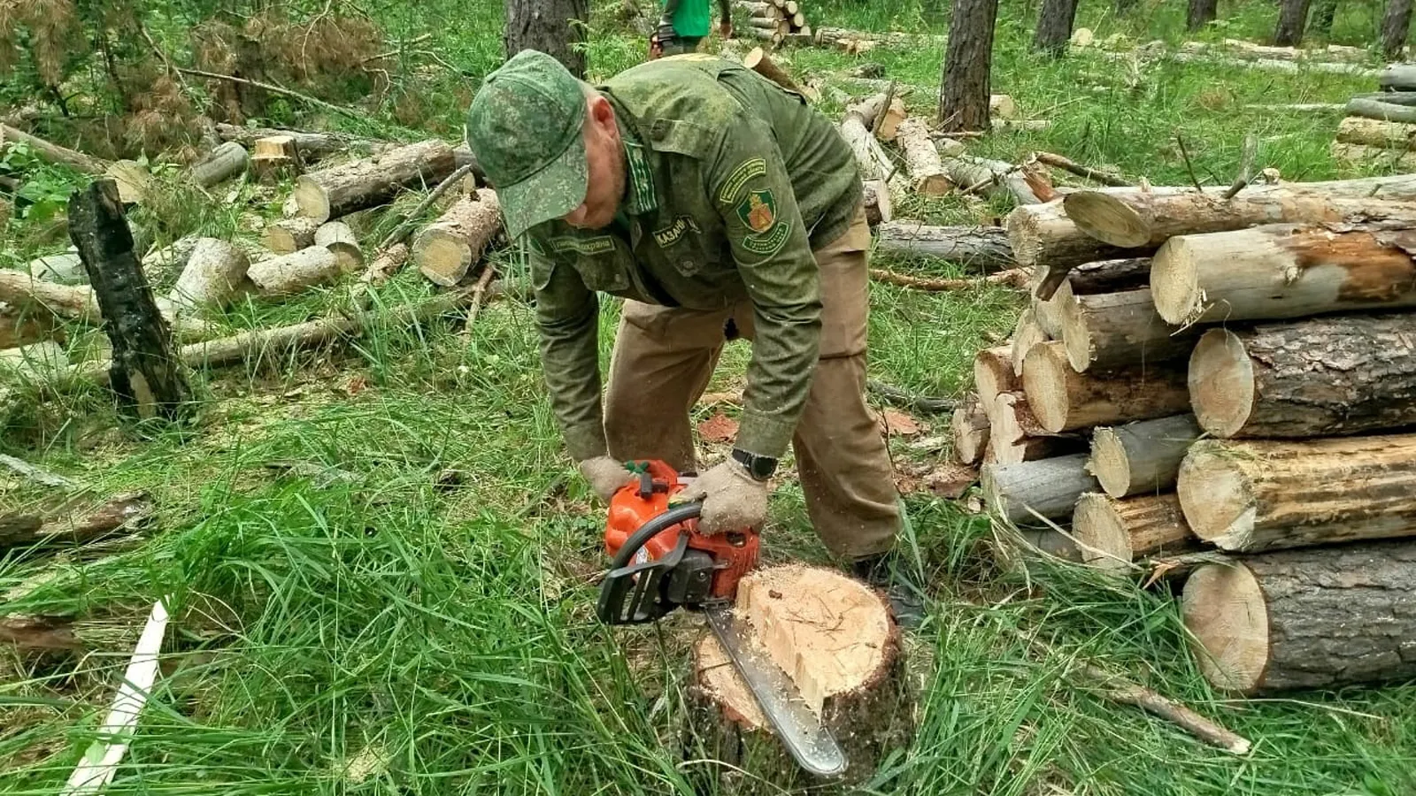 Фото: филиал «Русский лес» ГКУ МО «Мособллес»