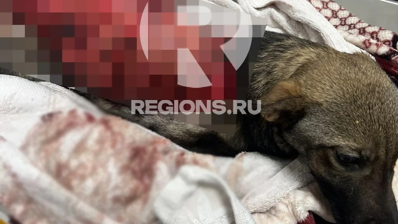 Живодер на свободе: полиция ищет изувера, истязающего беззащитных животных в Клину