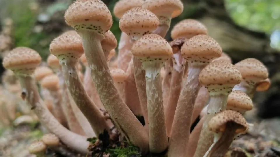 Фото: МедиаБанк Подмосковья/Мария Панина