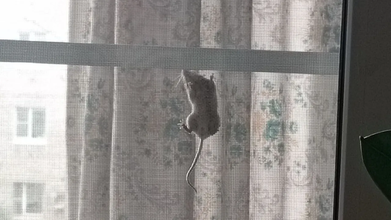 Грызун-спецназовец: упорная мышь-ниндзя довела жительницу Подмосковья до отчаянья