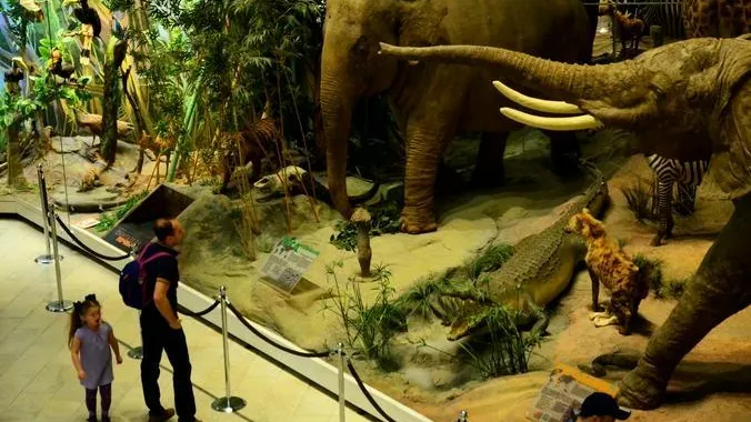 Посетителей Дарвиновского музея научат узнавать животных по следам