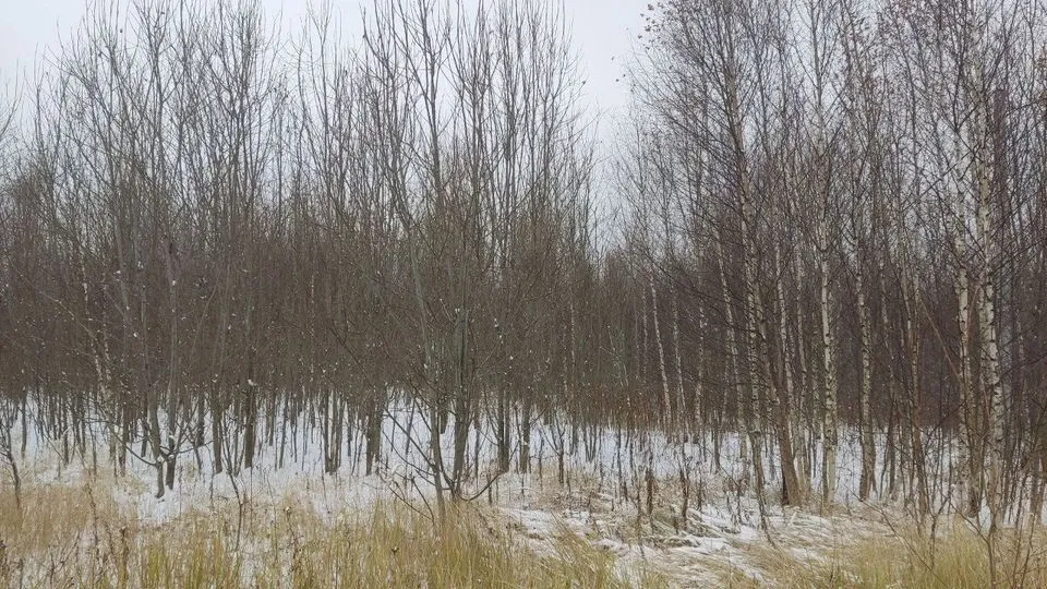 Фото: t.me/rsnmsk