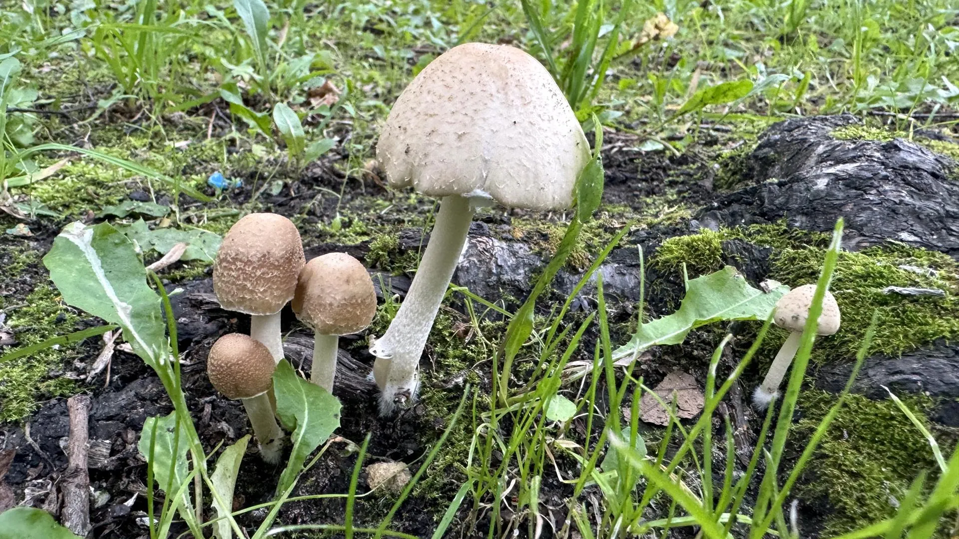 REGIONS/Александр Легкий