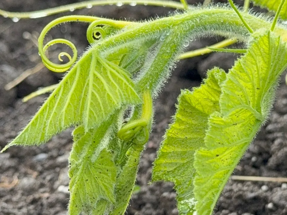 Тыква в открытом грунте