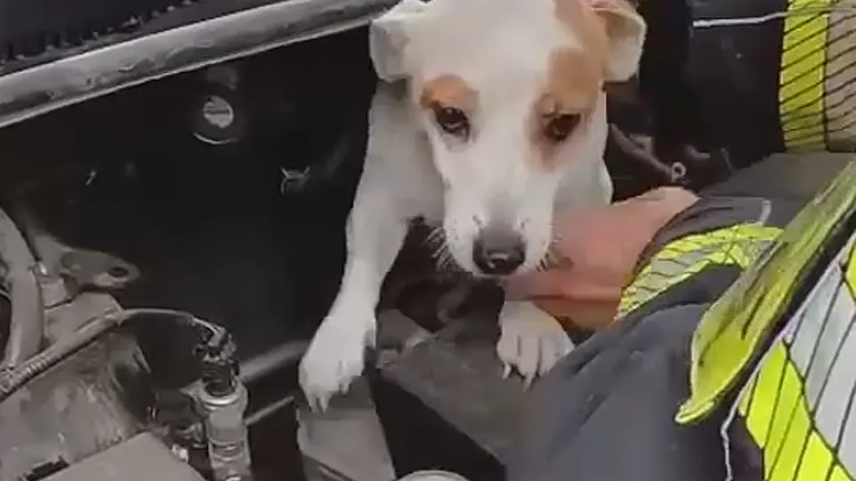 Фото: пресс-служба администрации г.о. Щелково