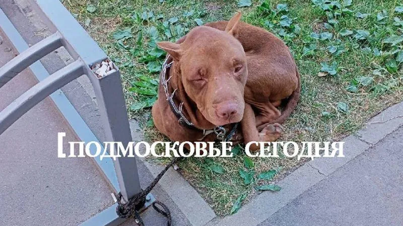 t.me/tomas_pitbull