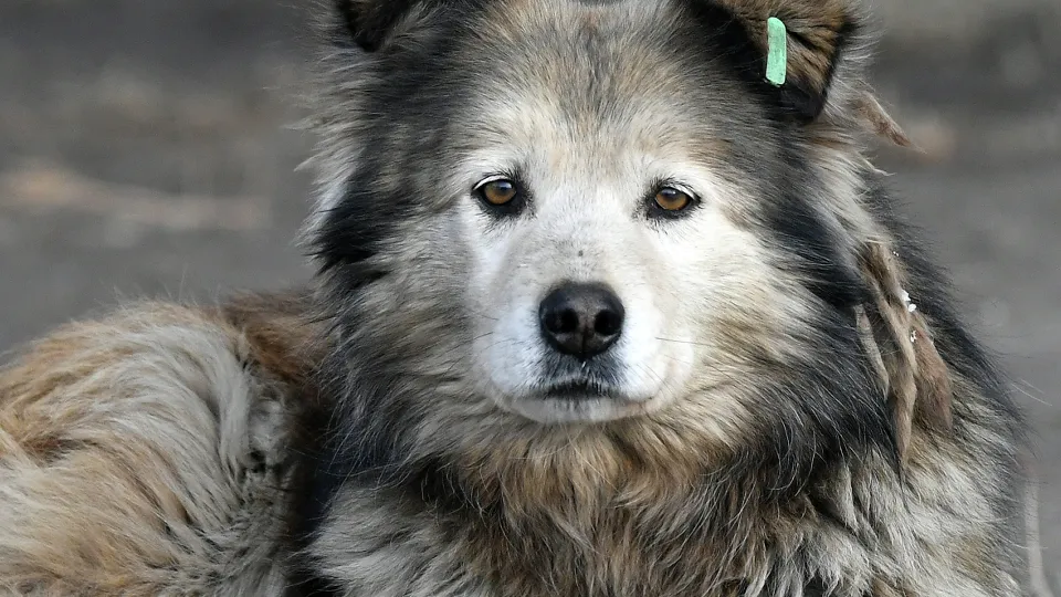 Фото: РИА Новости/Илья Наймушин