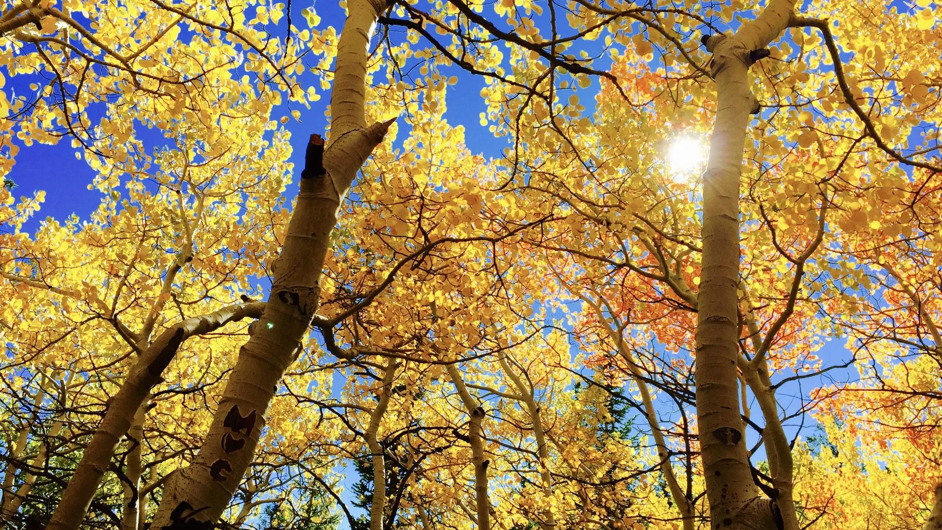 Фото: pxhere.com