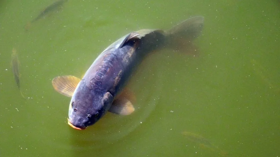 Фото: pxhere.com