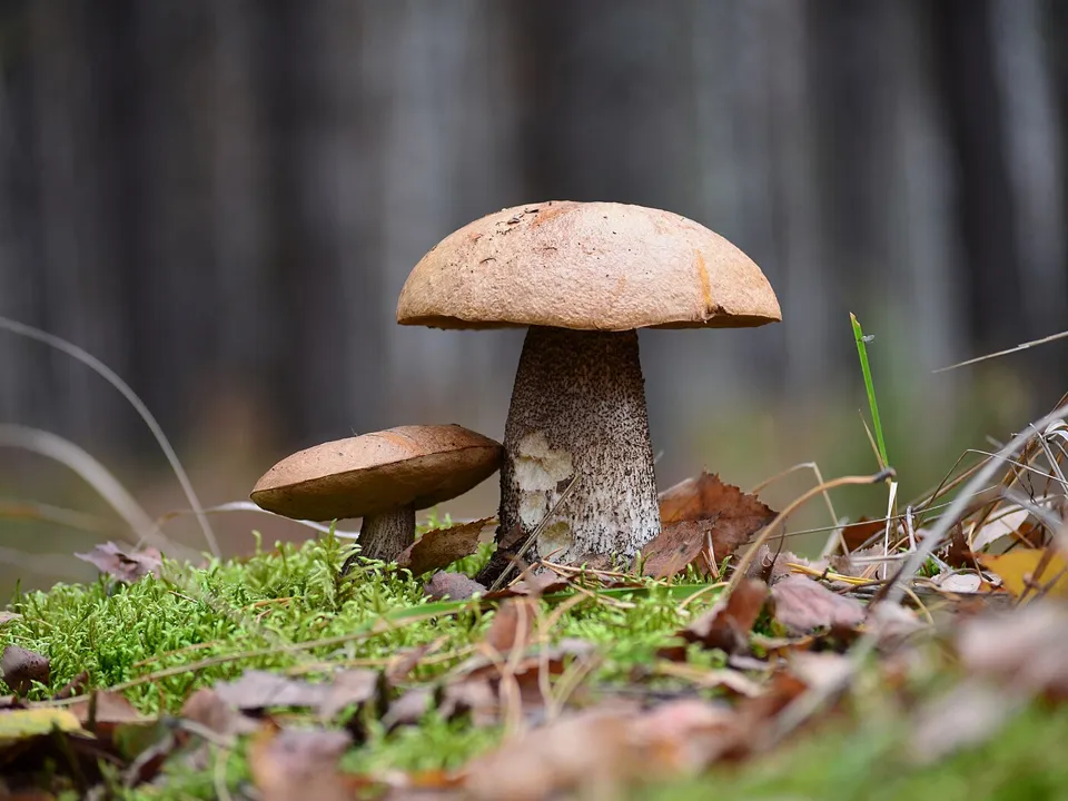 Фото: сommons.wikimedia/Максим Шанин