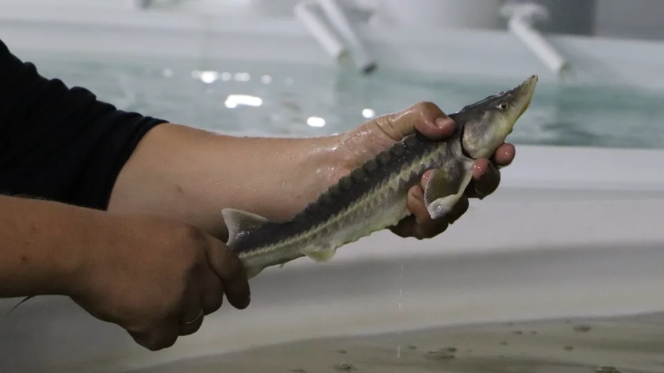 Фото: МедиаБанк Подмосковья/Ирина Матвеева