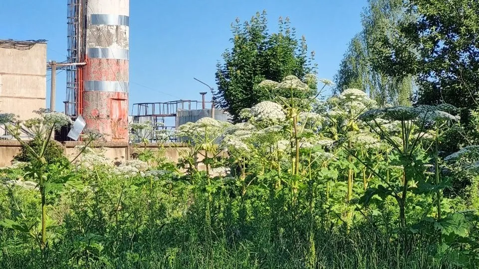 Фото: vk.com/Лотошино | Лукошко