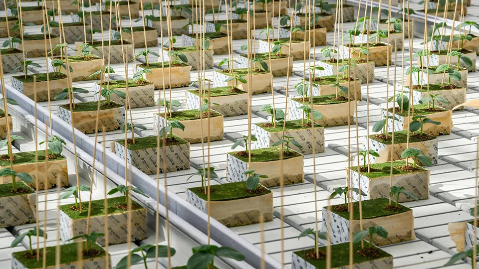 Фото: Министерство сельского хозяйства и продовольствия Московской области