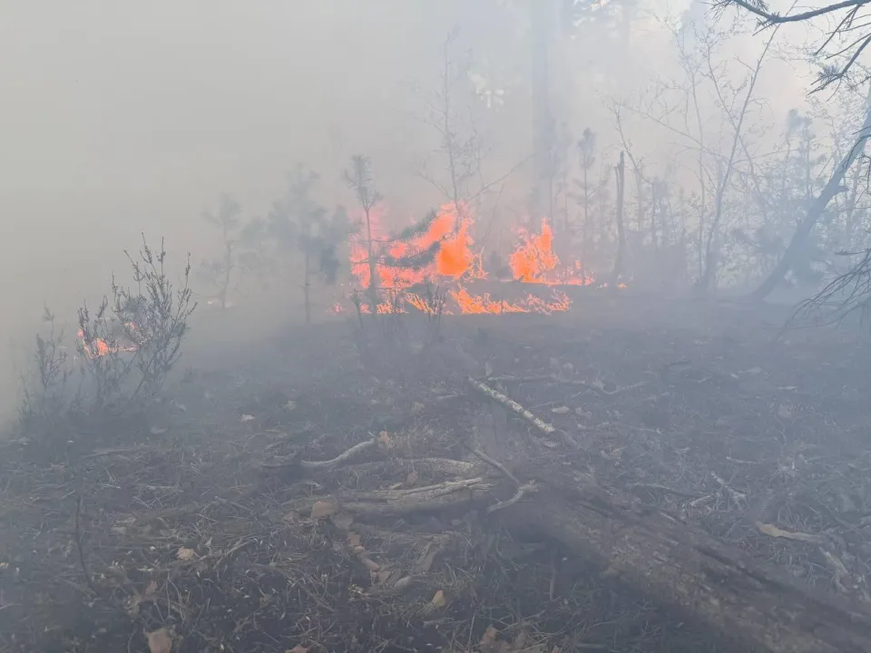 Фото: Комитет лесного хозяйства Московской области