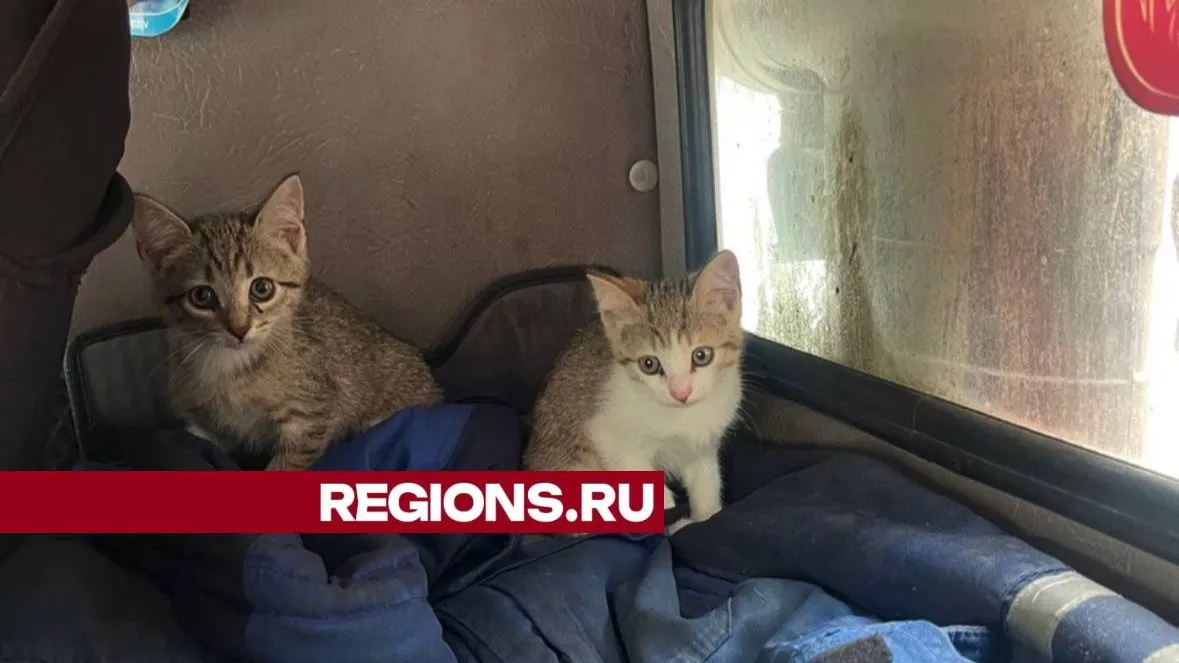 Фото: Владимир Кудрешов