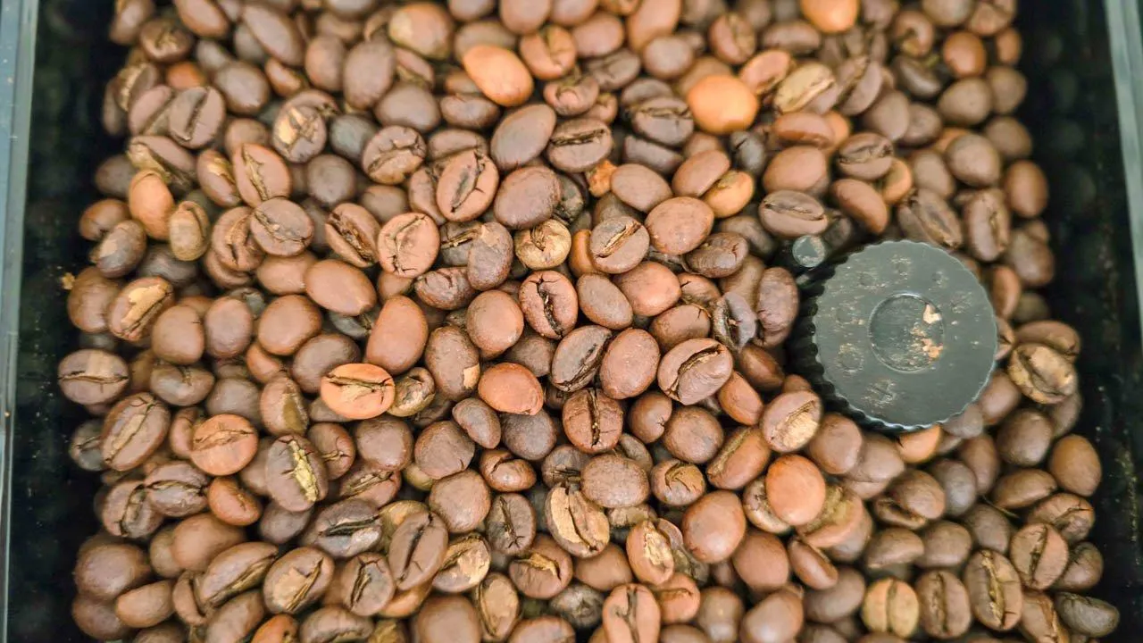 REGIONS/Елена Болотова