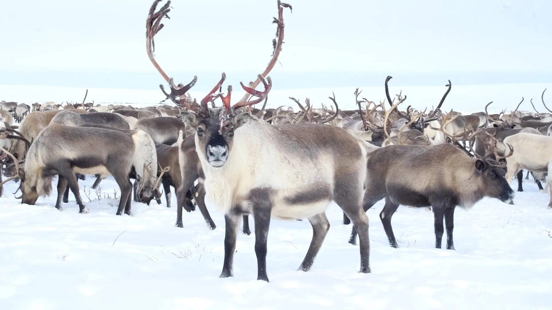 IMAGO/Zoonar.com/Liudmila Yagovi