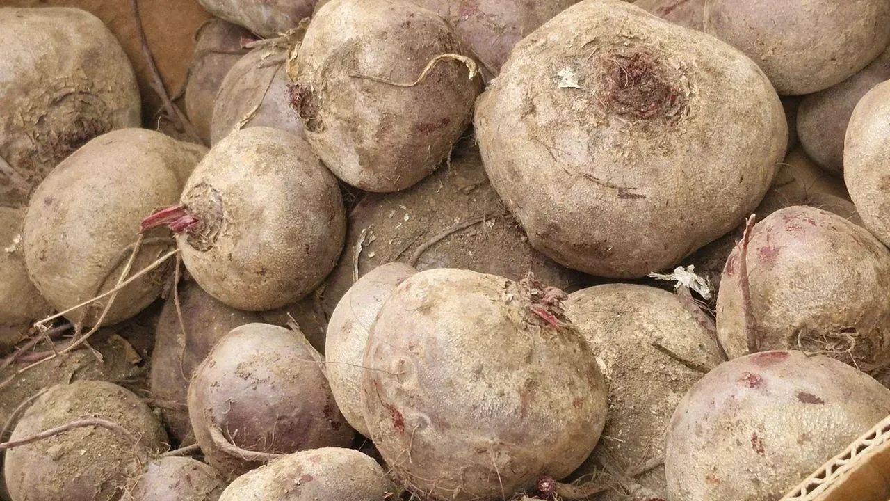 REGIONS/Наталья Надточая