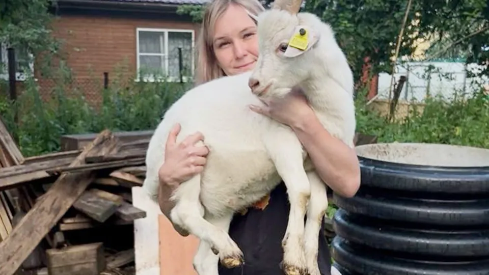 Фото: эко-парк «Альпака Pro» КСК «Карамат»