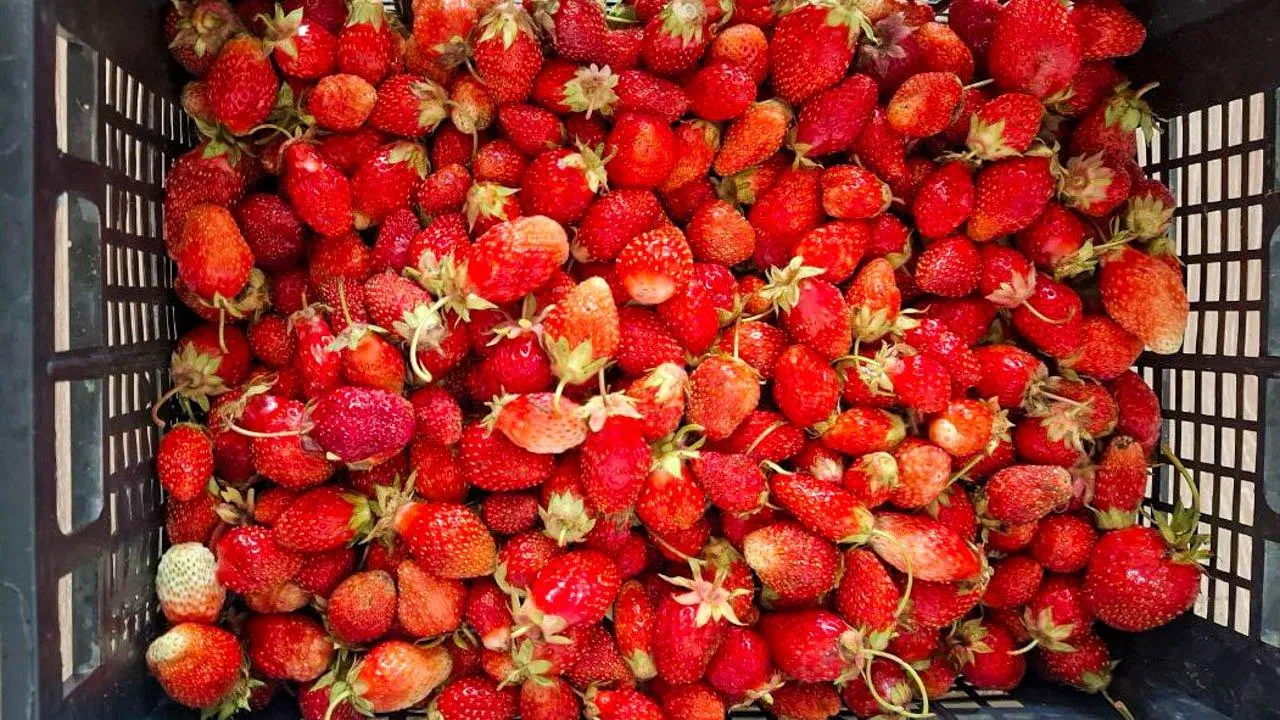 REGIONS/Юлия Габбасова