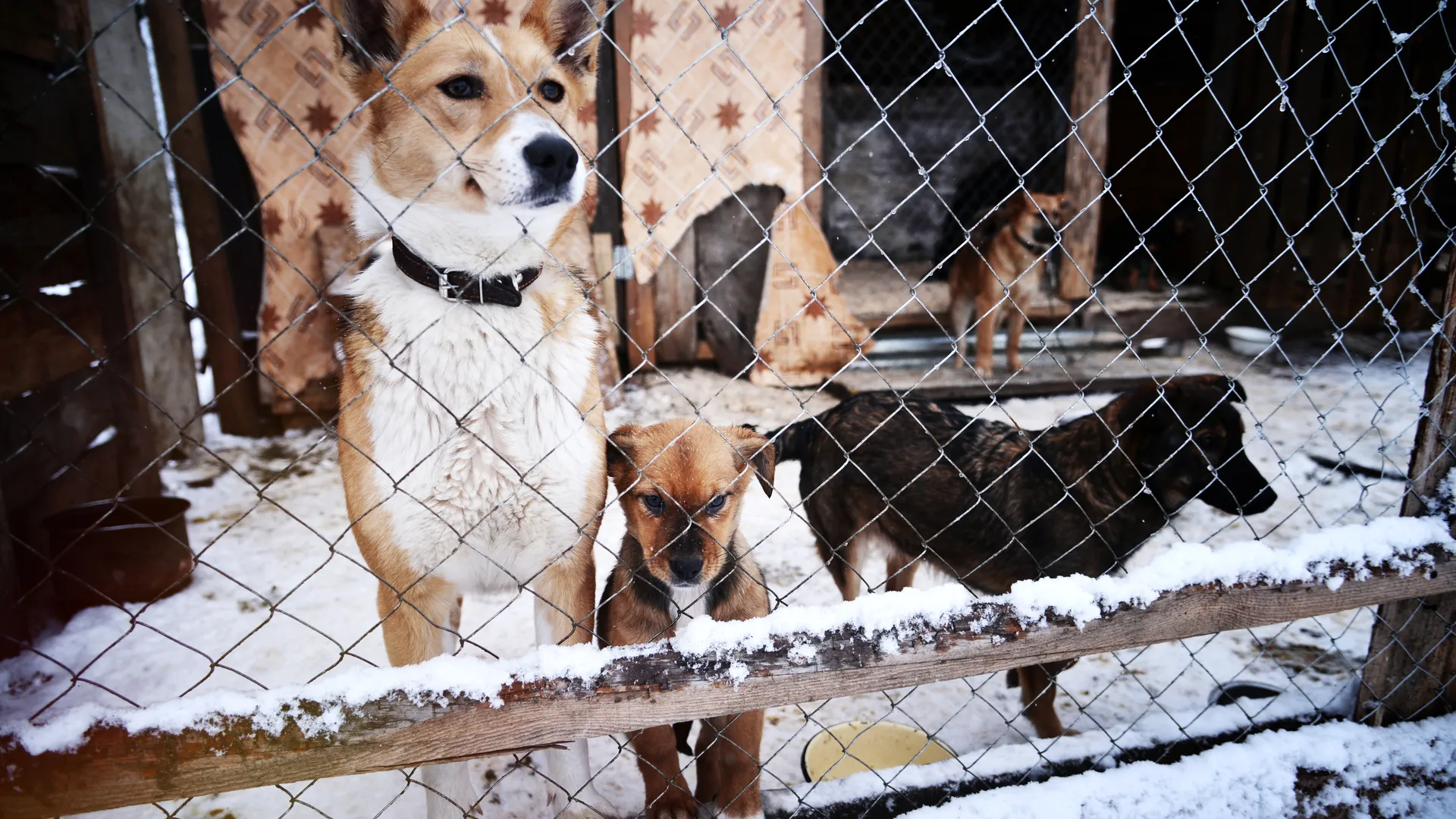 Пластиковая ловушка на морде: история спасения овчарки в Подмосковье, которая теперь ищет хозяев через соцсети