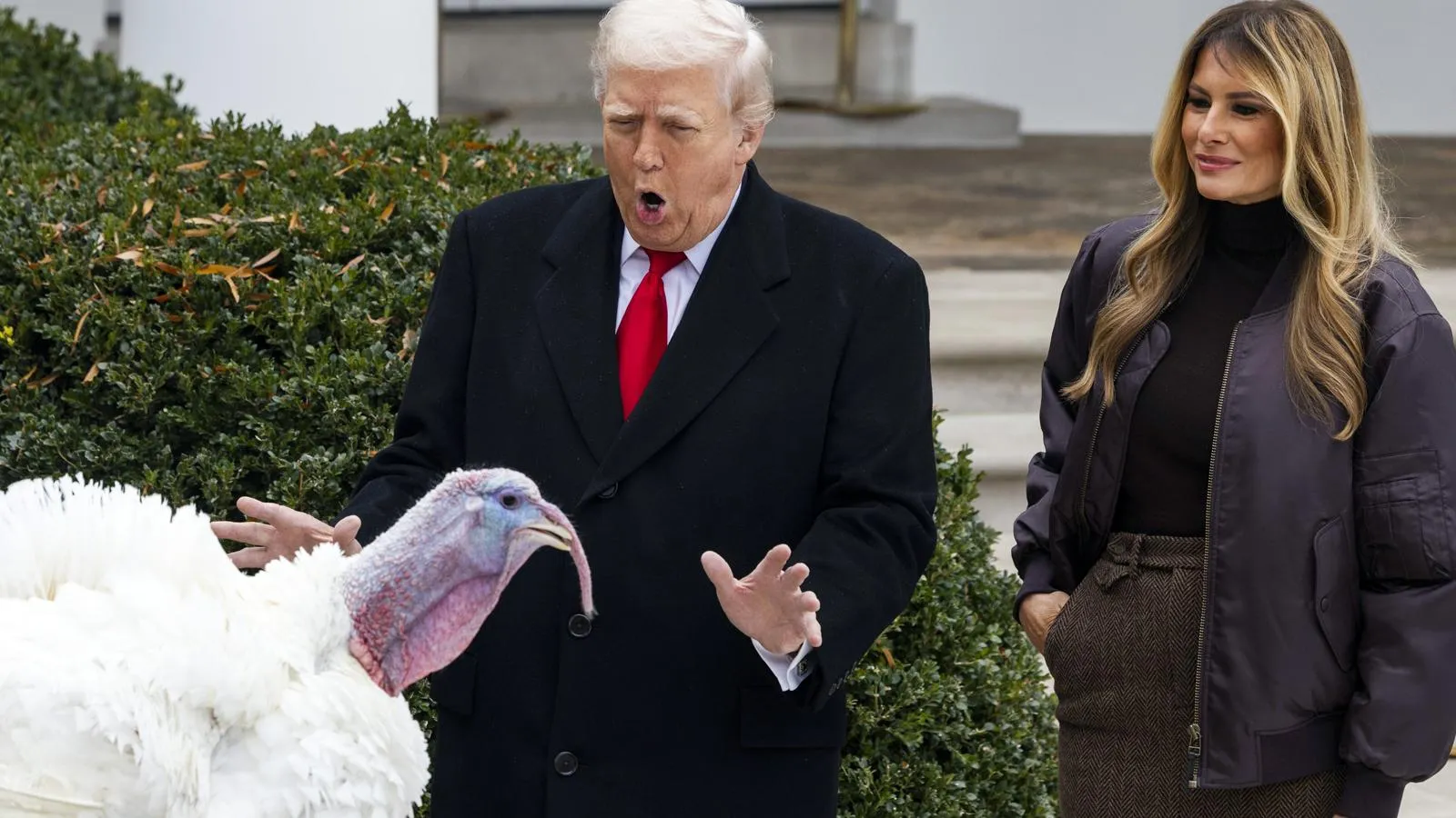 Президент Соединенных Штатов Дональд Трамп, первая леди Мелания Трамп и помилованный индюк по кличке Гоббл, Вашингтон, 25 ноября 2025 года. IMAGO/Jim LoScalzo — Pool via CN