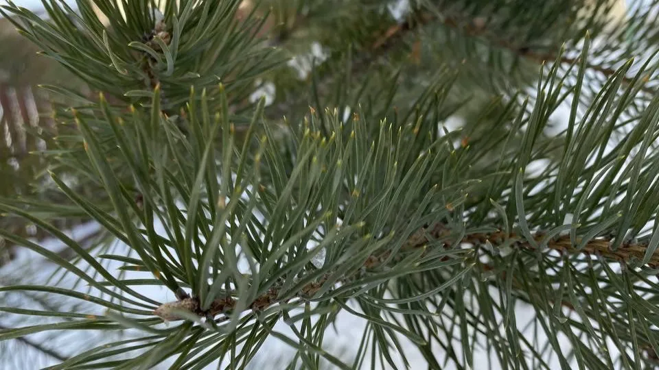 REGIONS/Мария Толстикова