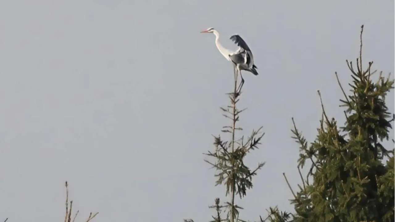 личный архив Константина Кошелева