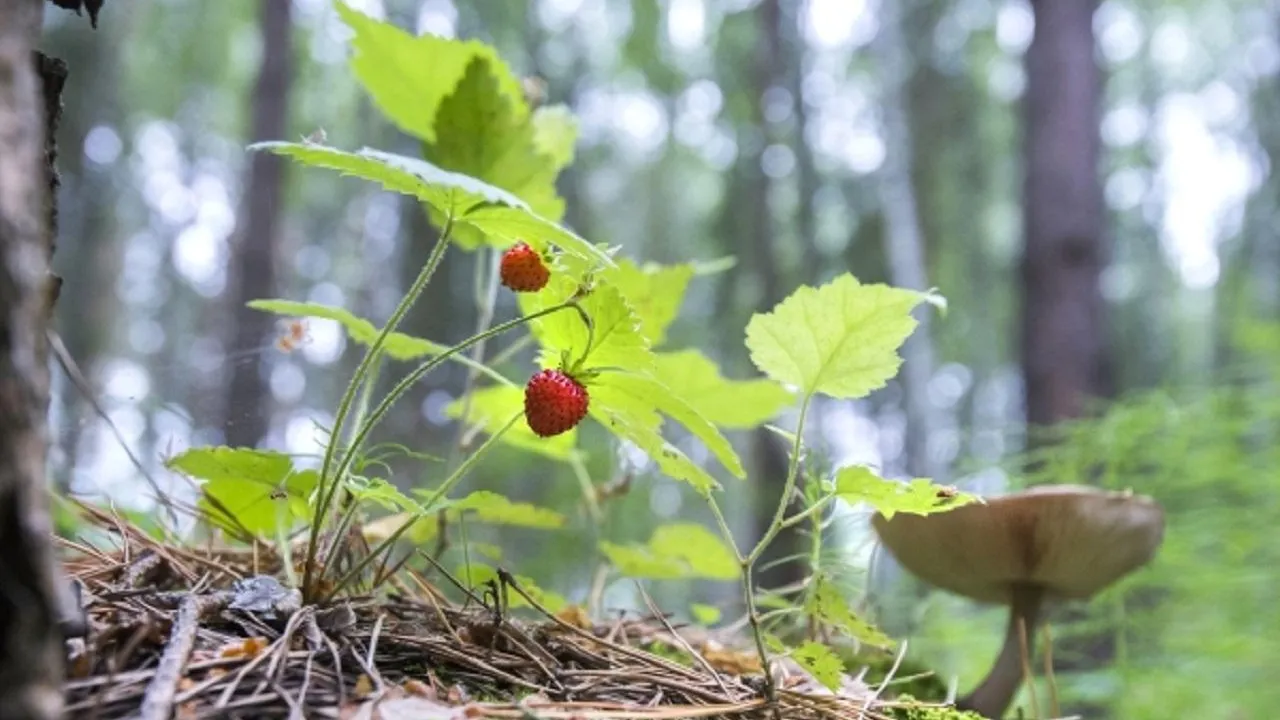 Сезон земляники начался в подмосковных лесах
