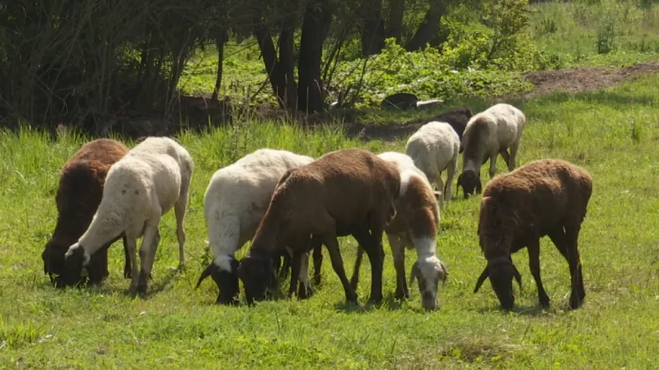 Фото: ТВ «Поиск»