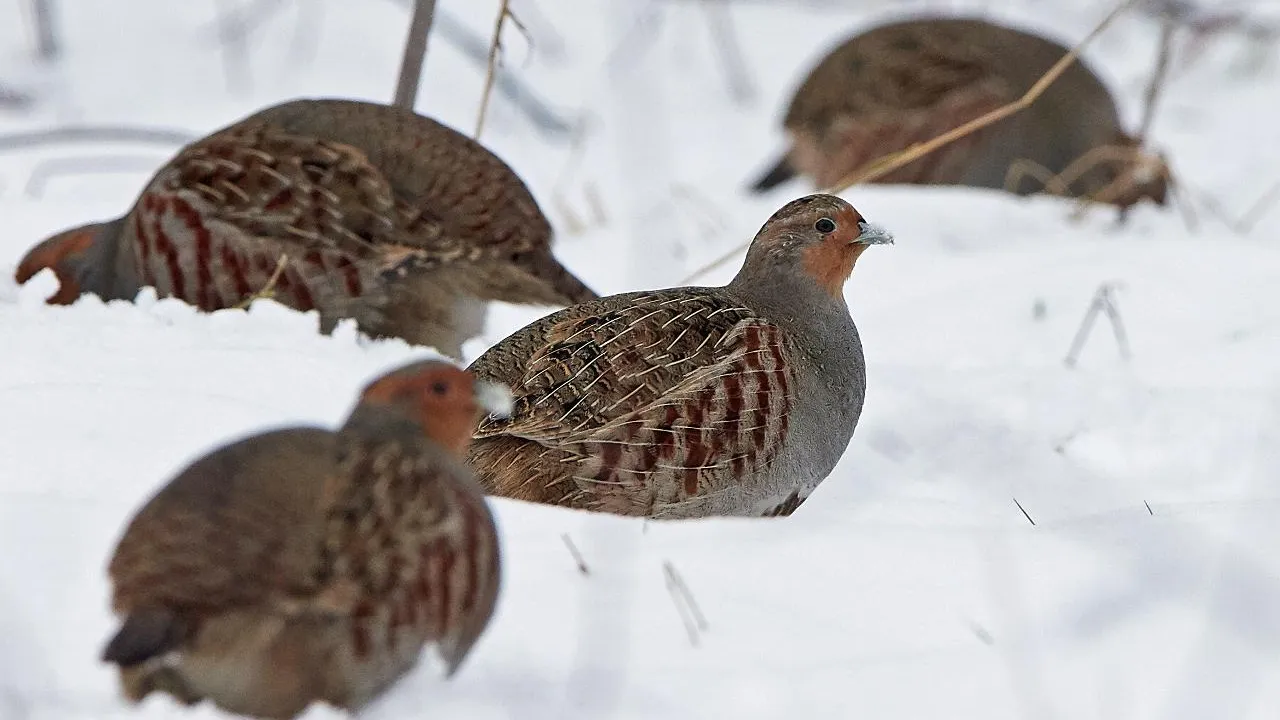 istockphoto.com/Denja1