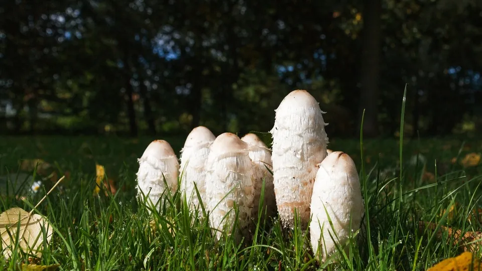 Фото: pxhere.com