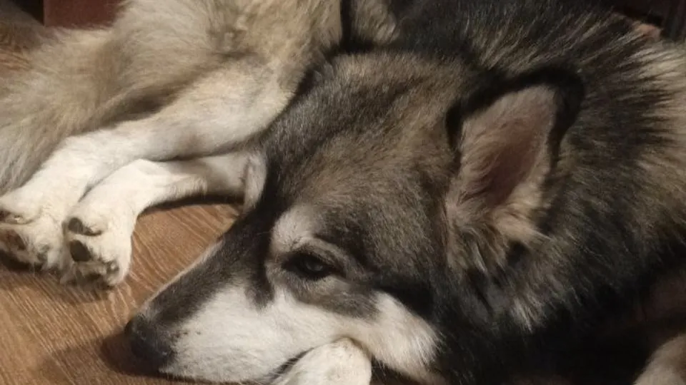 Фото: личный архив Виктории Голигузовой