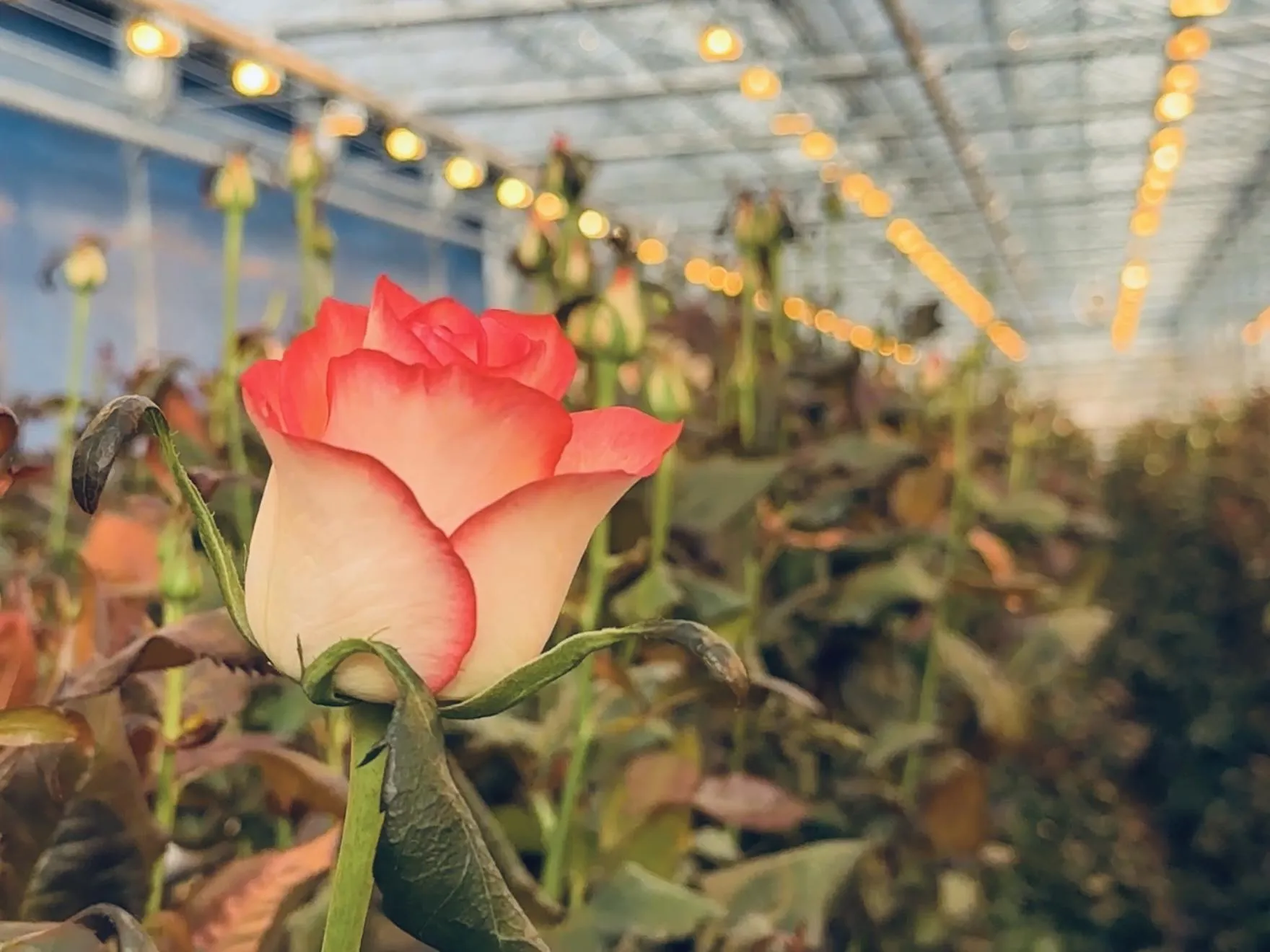 Фото: Ольга Стаферова