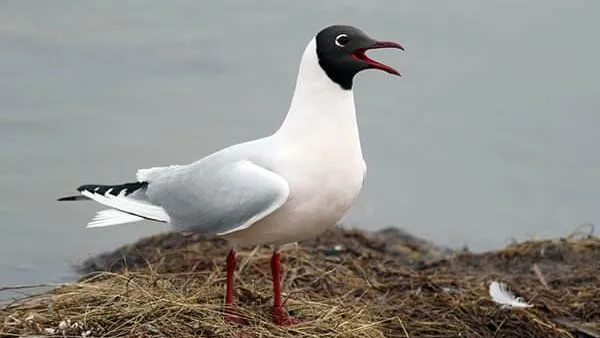 Фото: мир птиц