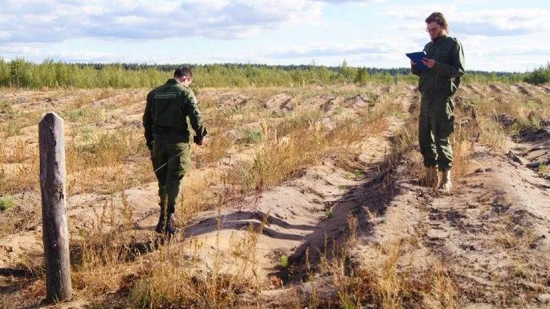 Инвентаризация лесных культур стартовала в лесах Подмосковья