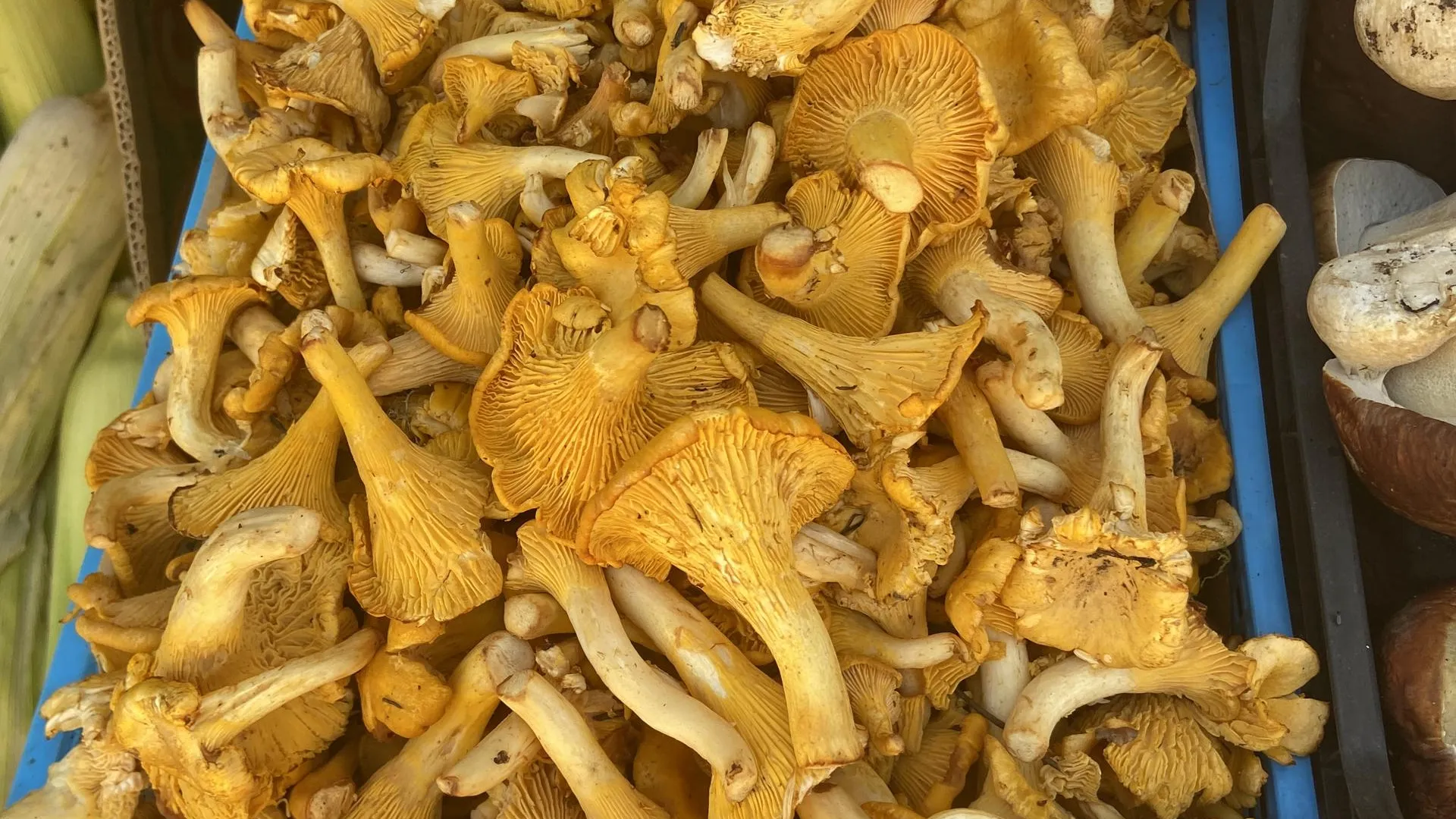 Светлана Борщева