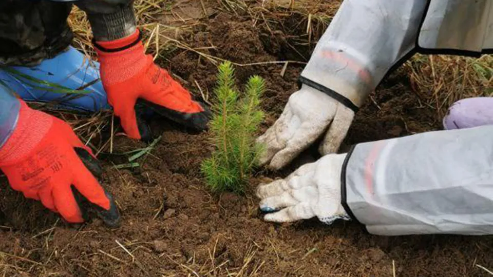 Фото: Комитет лесного хозяйства Московской области