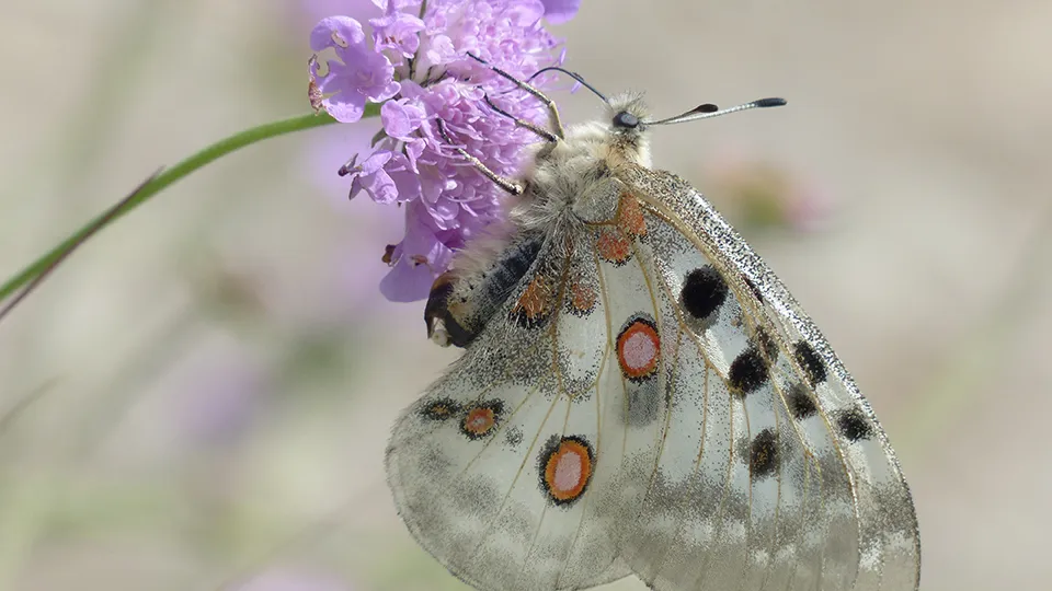 Фото: pxhere.com