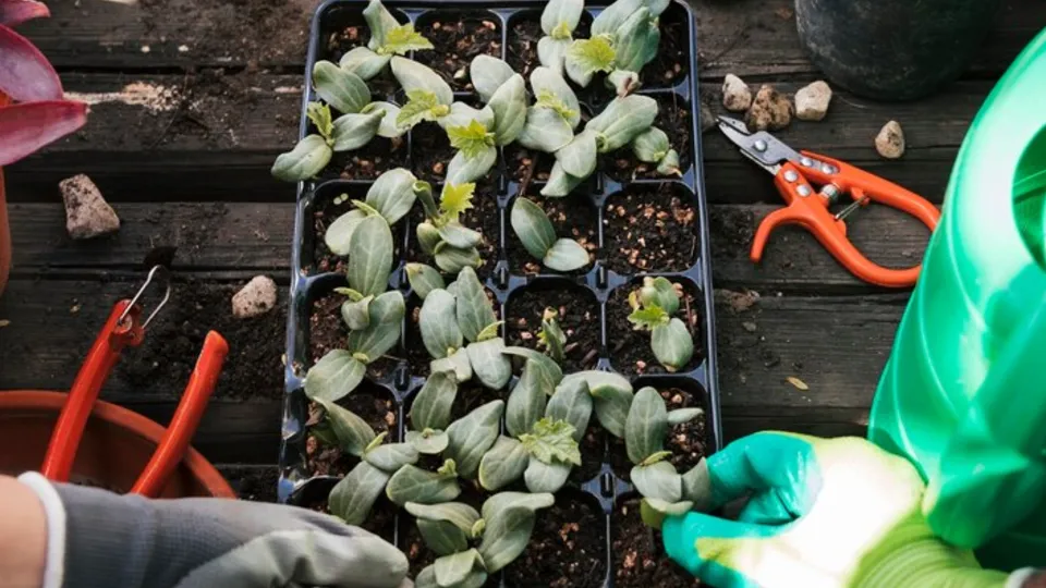 Фото: freepik.com