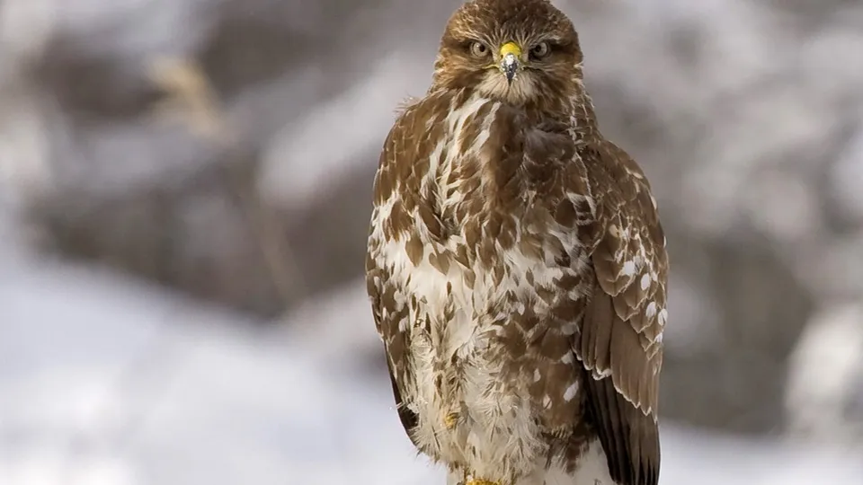 Фото: pxhere.com